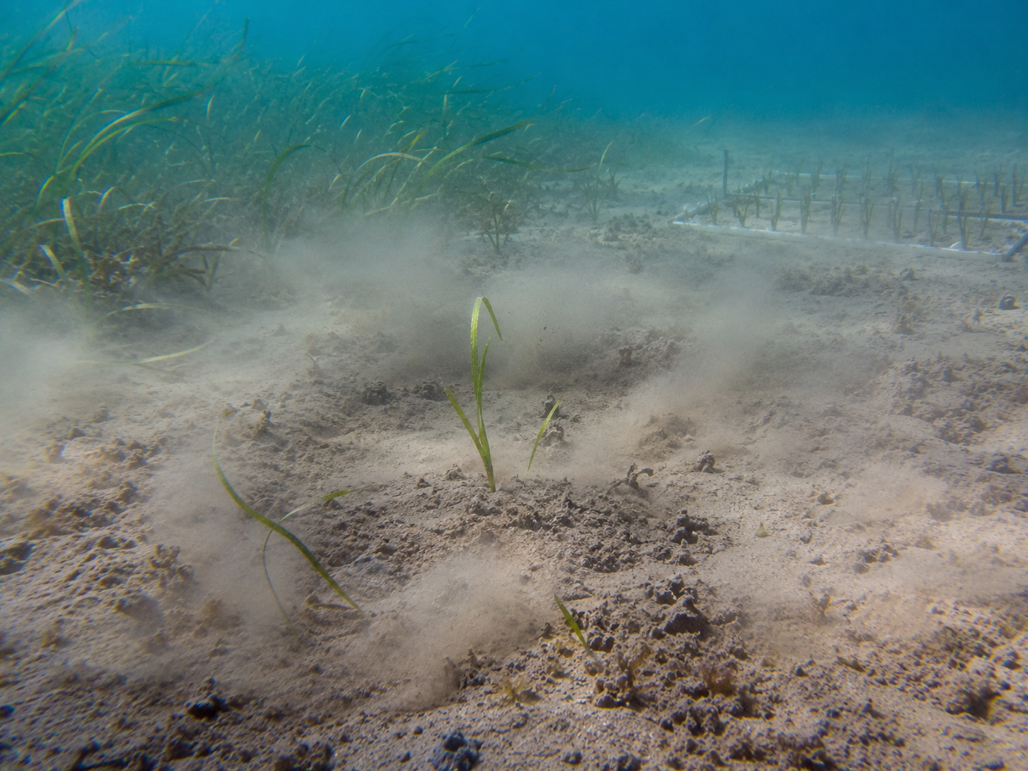 Seagrass and sediment disturbance